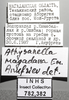 Other on Athysanella magadana Emeljanov, 1988: Label - Lateral and face. (Observation).