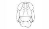 Baeacris talamancensis Rowell & Carbonell, 1977: Fig. 9. female, head, frontal view. (Otu).