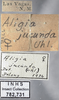 Other on Aligia jucunda (Uhler, 1877): Labels. (Observation).