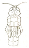 Paracaloptenus caloptenoides caloptenoides (Brunner von Wattenwyl, 1861): Pl. 16, Fig. 24 B. female (body length 22-30 mm, pronotum 6-7 mm, tegmina 5 mm, hind femora 15-17 mm). (Otu).