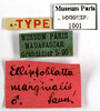 CollectionObject 1573432; MNHN(SF IMPORT DUPLICATE) MNHN-EP-EP1002, c9136666-035e-4a48-9ffe-e0081c130399: CC BY-NC-ND 4.0/MNHN - Depraetere Marion - 2014. Syntype, male, of marginalis Saussure & Zehntner, 1895. Specimen number: MNHN-EP-EP1002. http://coldb.mnhn.fr/catalognumber/mnhn/ep/ep1002. (CollectionObject).