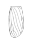 Luzarida annuliger Hebard, 1928: Plate VIII. Fig. 3. Female. Dorsal outline of sinistral tegmen of allotype. (Otu).