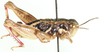 Conophyma miramae miramae Uvarov, 1925: male, lateral view. (Otu).