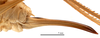 CollectionObject 1578320; 84e17f94-7f0a-45f4-a28d-59ba00798090: ovipositor, lateral view (allotype of Gampsocleis kaszabi Bazyluk, 1972). (CollectionObject).