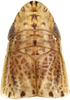 Head: !! display not done !! on Clorindaia cyphora Blocker & Fang, 1992: male, holotype. (Observation).