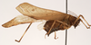 CollectionObject 1534468; 78ae3b67-1f7d-4aaf-bcf6-b830a558b0a3: female, lateral view (holotype). (CollectionObject).