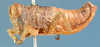 Thericlella nigromaculata Bolívar, 1914: male, lateral view. (Otu).