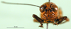 CollectionObject 1501457; 87ce4fc4-1aca-4bef-bd61-c0965a9edc78, DORSA BA000041S01: female, frontal view (holotype). (CollectionObject).