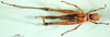 CollectionObject 1500964; 5d103c63-820d-4dab-821a-56d586951484: female, ventral view (holotype). (CollectionObject).