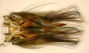 Subgenital plate, ventral view on Delospilopterus Stiller, 2001 n. sp. UG1: (Observation).