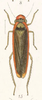 Habitus, dorsal view on Coronigonalia spectanda (Fowler, 1900): (Observation).