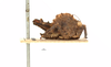 CollectionObject 1567901; f9568c08-9d49-47ce-a5ed-3332bc46c383: male, lateral view (paratype). (CollectionObject).