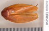 Epilampra bromeliacea Princis, 1965: Holotype, male, dorsal. BMNH(E)#878059. (Otu).