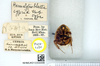 CollectionObject 1575826; fc1325d1-0879-4792-b24d-e2836388f9b2: Photo Rob de Vos, © Natural History Museum, London. Hemelytroblatta cypria Chopard, 1929. Paratype male, ventral view. (CollectionObject).