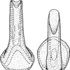 Aedeagus, ventral view: !! display not done !! on Allygus mixtus (Fabricius, 1794): Aedeagus, ventral view. (Observation).