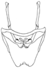 Aphonoides albonotatus Chopard, 1954: Fig. 13. copulatory organ. (Otu).