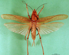 CollectionObject 1502875; fce91bad-299b-4cc7-8ef0-66fa71c7f09a: female, dorsal view (syntype). (CollectionObject).