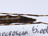 CollectionObject 1576320; 9219c460-3366-4b11-bd89-81ca55b0e86c: copyright ZRC, Singapore. female: end of abdomen, ventral view (holotype). (CollectionObject).