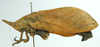 CollectionObject 1533183; 7be62e41-b2e9-450f-813a-e060cec74df2: male, entire body, lateral view (holotype). (CollectionObject).