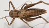 CollectionObject 1527090; a0a828bc-2bcd-4d04-8ab3-b6d252d5902b: male, dorsal view (holotype). (CollectionObject).