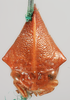 Head on Cymbomorpha convexa Goding, 1930: (Observation).