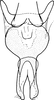 Connective on Drabescoides nuchalis (Jacobi, 1943): Connective, ventral view. (Observation).