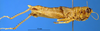 CollectionObject 1505378; fc3d23ee-c6b5-43f7-b0a7-3851a26718c4: female, lateral view (holotype). (CollectionObject).