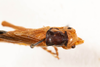 CollectionObject 1585447; 900dfe2b-4398-4e35-9616-7b9b0eb0b9b0: male, dorsal view (syntype). (CollectionObject).