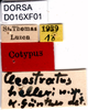 CollectionObject 1576840; ec9cb4ff-cbe8-4b91-9ddb-48c50af353f1, DORSA D016XF01: labels (syntype). (CollectionObject).