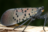Live specimen: (Observation).