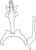 Aedeagus, ventral view on Eualebra jenniferae Dietrich, 2013: Aedeagus, ventral view. (Observation).