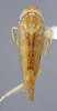 Habitus, lateral view: (Observation).
