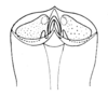 Spathalium audouinii (Blanchard, 1836): Fig. 27. female subgenital plate. (Otu).
