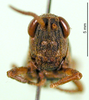 CollectionObject 1501086; 43a33986-35ad-44e3-9ada-8f300f9fa51d, DORSA BA000289S01: male, frontal view (holotype). (CollectionObject).
