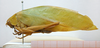 CollectionObject 1532451; d2524127-f9b6-4a2d-97f2-da0caef5e0f6: female, lateral view (holotype). (CollectionObject).