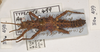 CollectionObject 1558300; 3f27b43c-2ffb-45d4-b6ae-9ddb7caa2234: copyright UMO. female Acanthoderus ulula juv. (holotype). (CollectionObject).