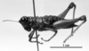 CollectionObject 1520403; NMW 6284, 5dbef5e3-2415-40ed-b661-ed3e9707da00: female, lateral view (holotype). (CollectionObject).