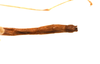 CollectionObject 1560038; f39289b9-11b2-460c-8e56-308ee44bff1d: copyright ZRC Singapore. male: end of abdomen, dorsal view (holotype). (CollectionObject).