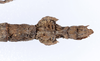 CollectionObject 1562344; d87f2d45-234a-4fbc-acf9-4ad71db781c4: copyright ZMUH, Hamburg. female: end of abdomen, ventral view. (CollectionObject).