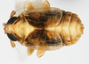 Habitus, dorsal view on Paraliburnia kilmani (Van Duzee, 1897): (Observation).
