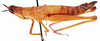 Pseudamatonga carinicrus (Schulthess, 1909): female, lateral view. (Otu).