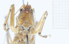 CollectionObject 1578298; 0c4ce193-a856-4a03-a665-592343d1b3e0: male, face. (CollectionObject).