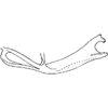 Pygofer appendages: !! display not done !! on Jacobiasca lybica (Bergevin, 1922): Pygofer ventral appendage. (Observation).
