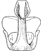 Aedeagus, ventral view: Aedeagus, ventral view (P. provincialis). (Observation).