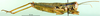 CollectionObject 1502766; 88ef67ed-7125-41d3-8c7e-bbf9f6d11b21: female, lateral view (allotype of Zubovskya mandshurica). (CollectionObject).