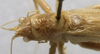 CollectionObject 1535930; 52a49908-d4e9-4e54-abf4-9487428ea0d2: male pronotum dorsal (syntype). (CollectionObject).