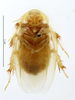 CollectionObject 1587491; MNHN(SF IMPORT DUPLICATE) MNHN-EP-EP748, 8632e389-5677-417f-9f56-c1ba83ae9902: CC BY-NC-ND 4.0/MNHN - Depraetere Marion - 2014. Type, male, of semenovi Chopard, 1929. Specimen number: MNHN-EP-EP748. http://coldb.mnhn.fr/catalognumber/mnhn/ep/ep748. (CollectionObject).