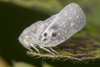 Live specimen: (Observation).