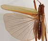 CollectionObject 1534507; 75ba925d-712a-4e9f-8d94-aa838f185da0: male, dorsal view (syntype). (CollectionObject).