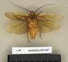 Gynopeltis neavei Shelford, 1909: Copyright Natural History Museum, London. Syntype (adult male) in BM(NH). Ventral view. (Otu).